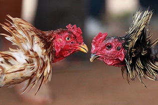 cockfighting betting gdbet333 cockfighting betting gdbet333